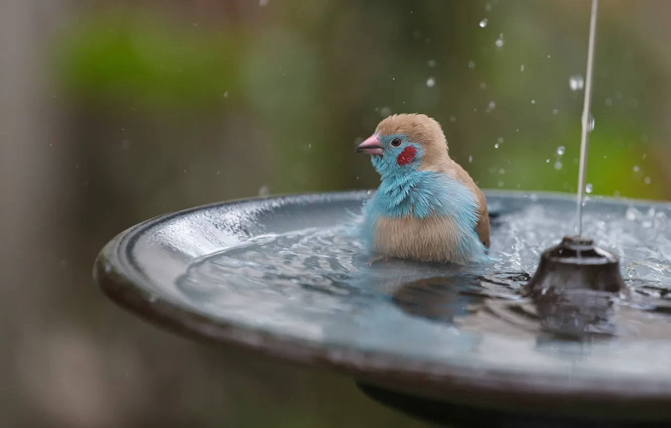 Photo wallpaper bird, splashing, fountain