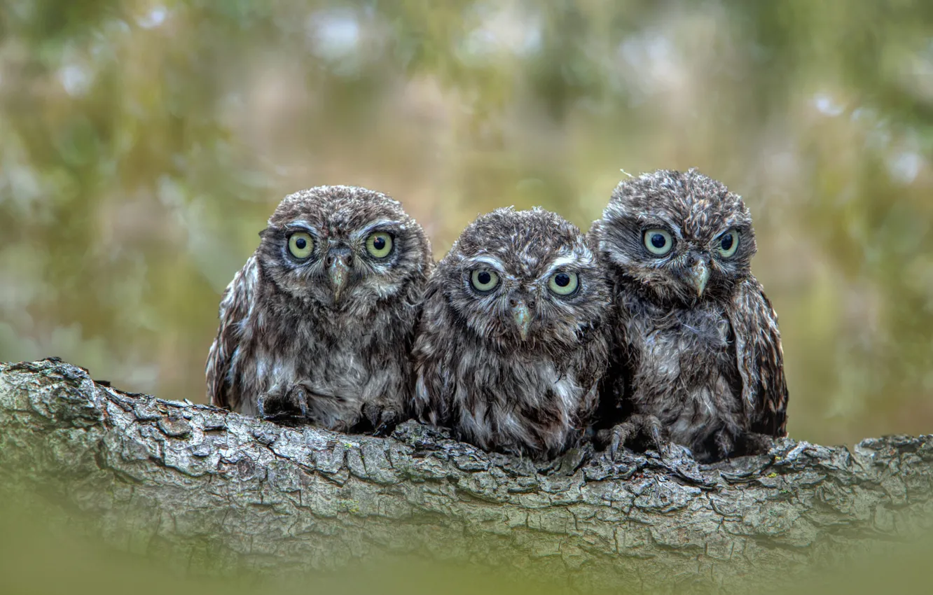 Photo wallpaper owl, bird, three, log, trio, Chicks, owlet, owl