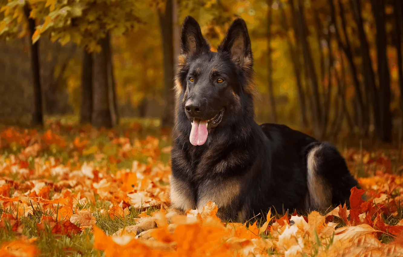 Photo wallpaper autumn, dog, shepherd, German shepherd