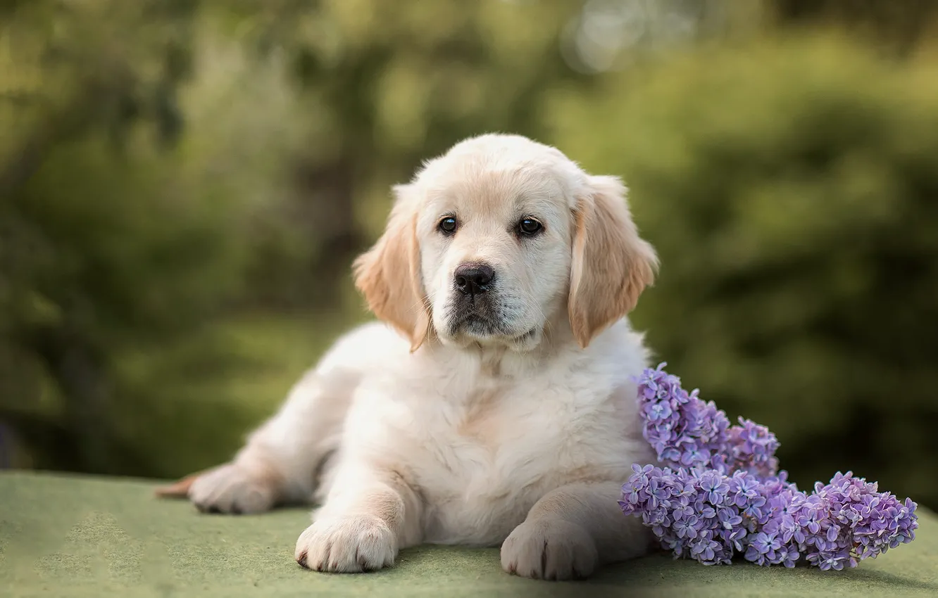 Photo wallpaper flowers, portrait, dog, spring, puppy, lies, face, lilac