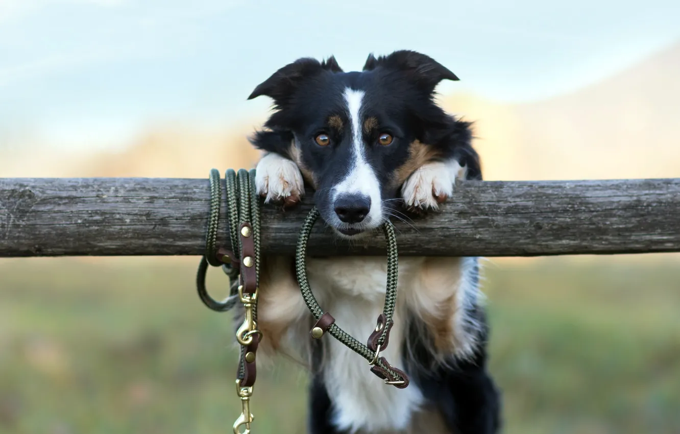 Photo wallpaper look, each, dog