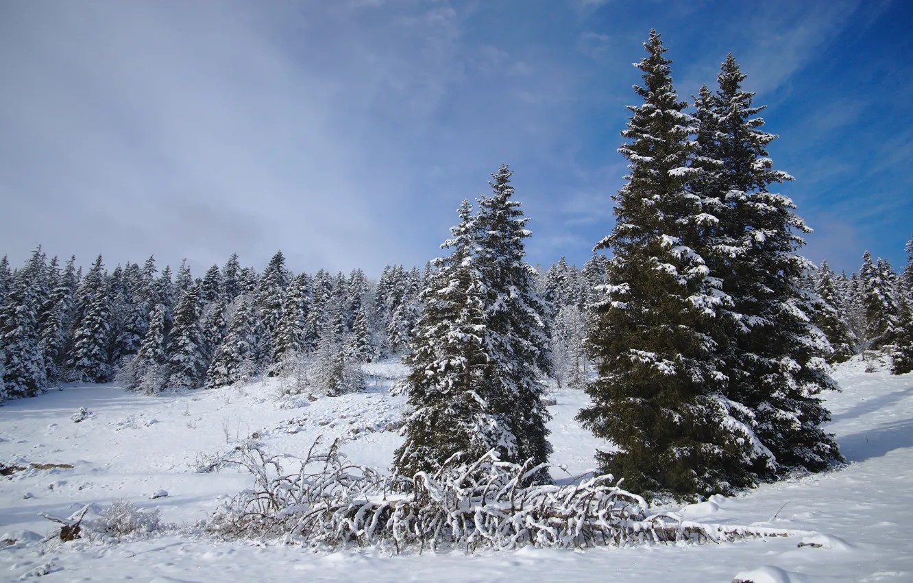Photo wallpaper winter, forest, the sky, clouds, snow, blue, ate, the snow