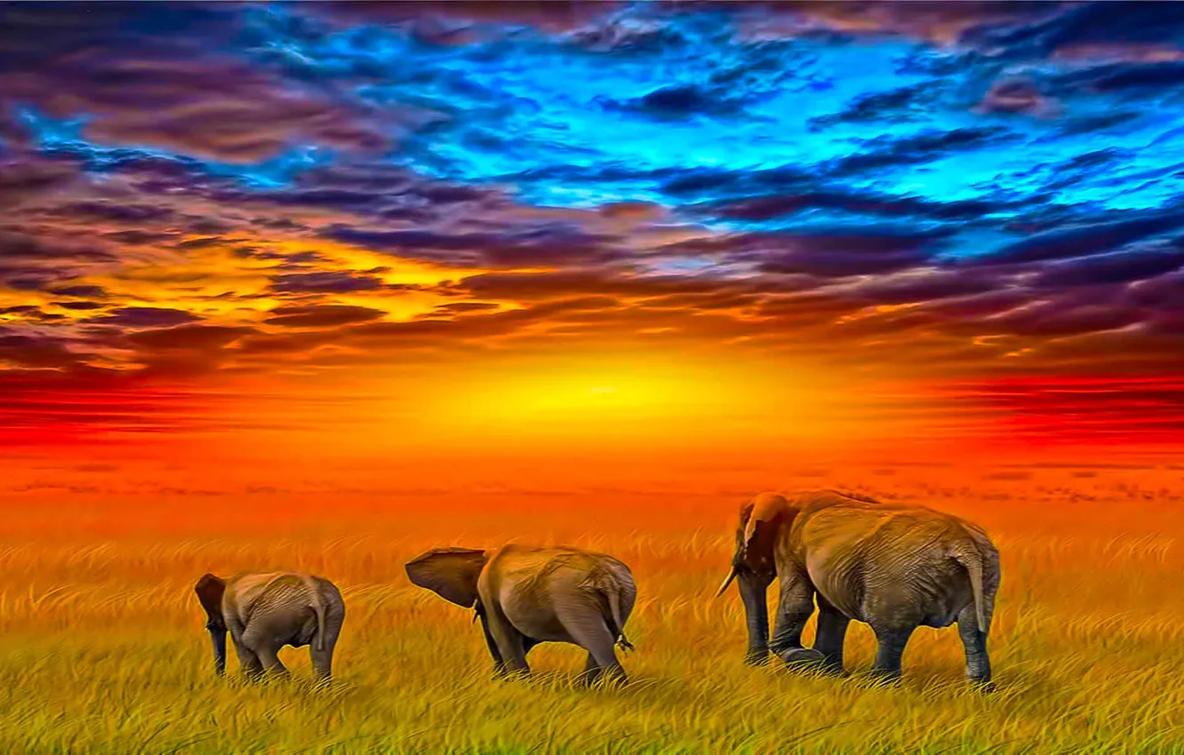 Photo wallpaper animals, elephants, africa, savannah, family