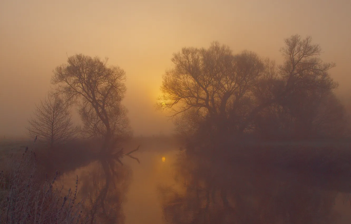Photo wallpaper trees, fog, river, morning