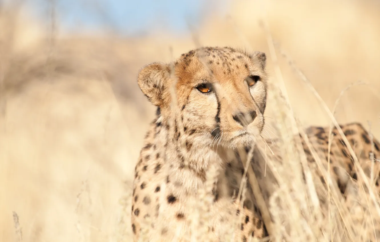 Photo wallpaper look, predator, Cheetah, Cheetah