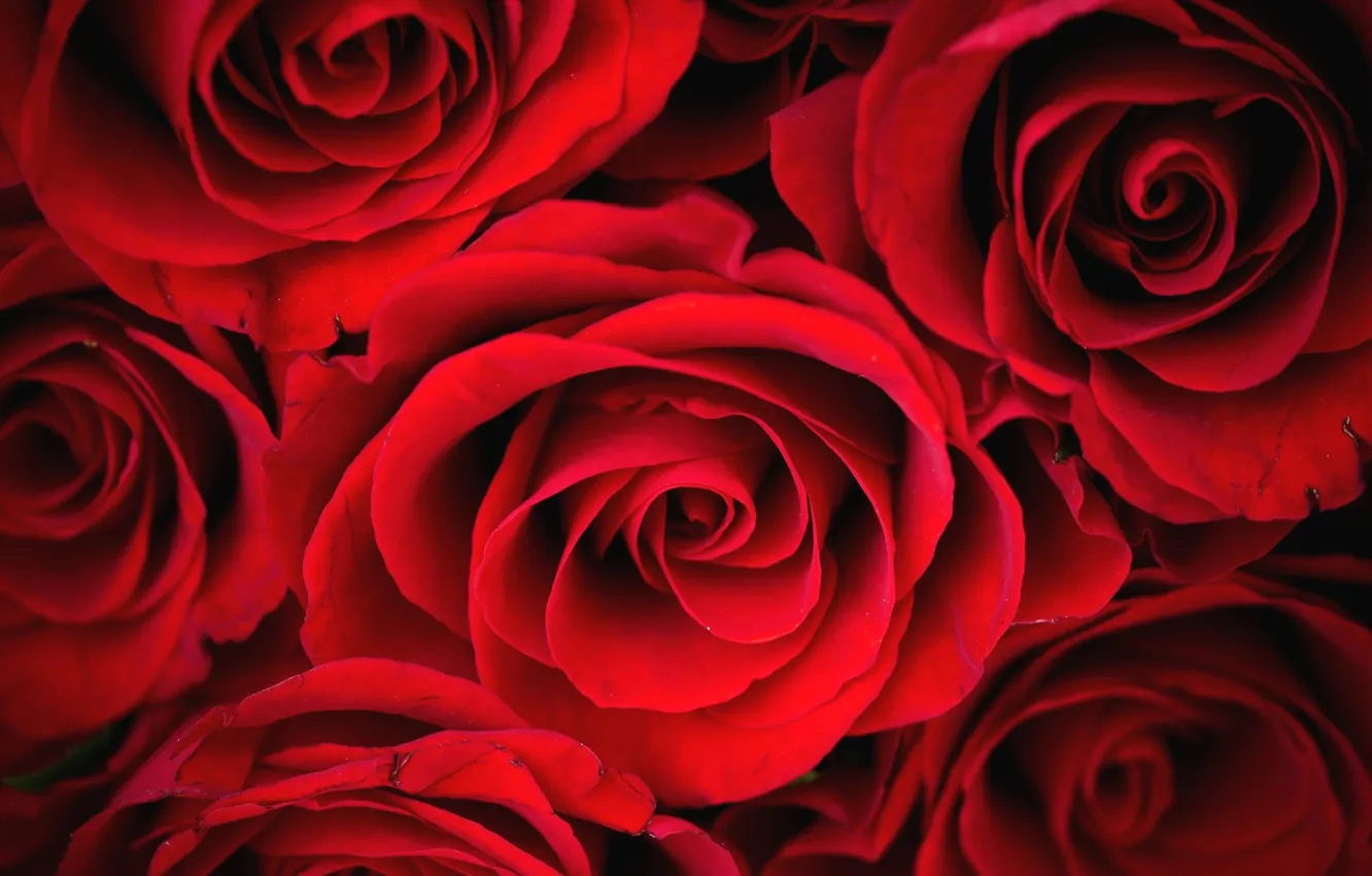 Photo wallpaper roses, petals, red, buds