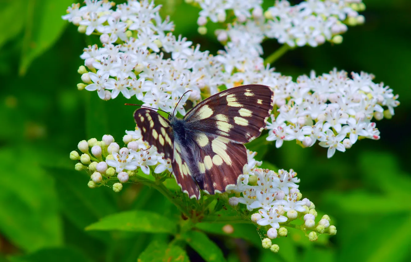 Photo wallpaper Macro, Spring, Butterfly, Spring, Flowering, Macro, Butterfly, Flowering