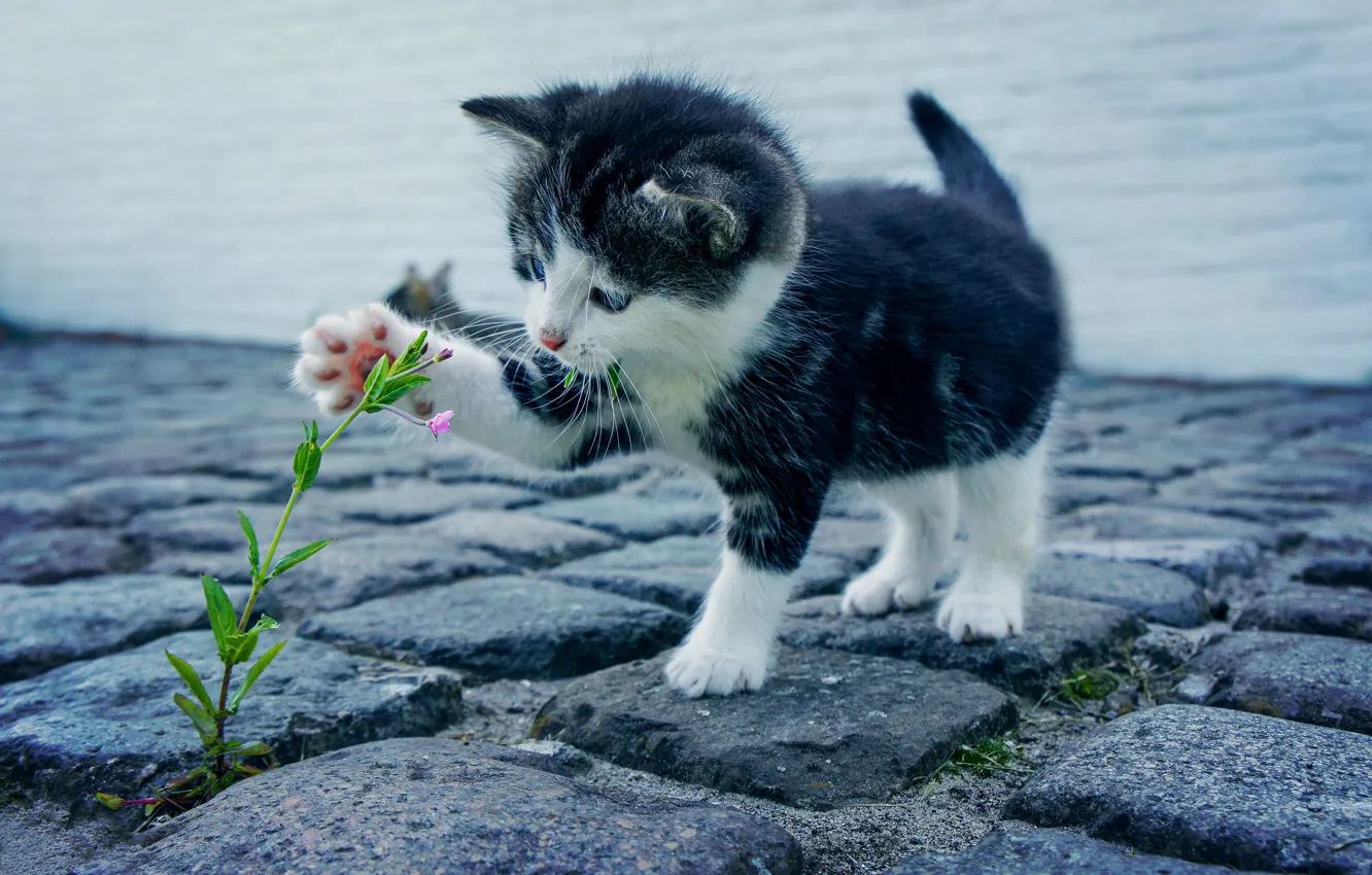 Photo wallpaper flower, kitten, cat, kitty, feline