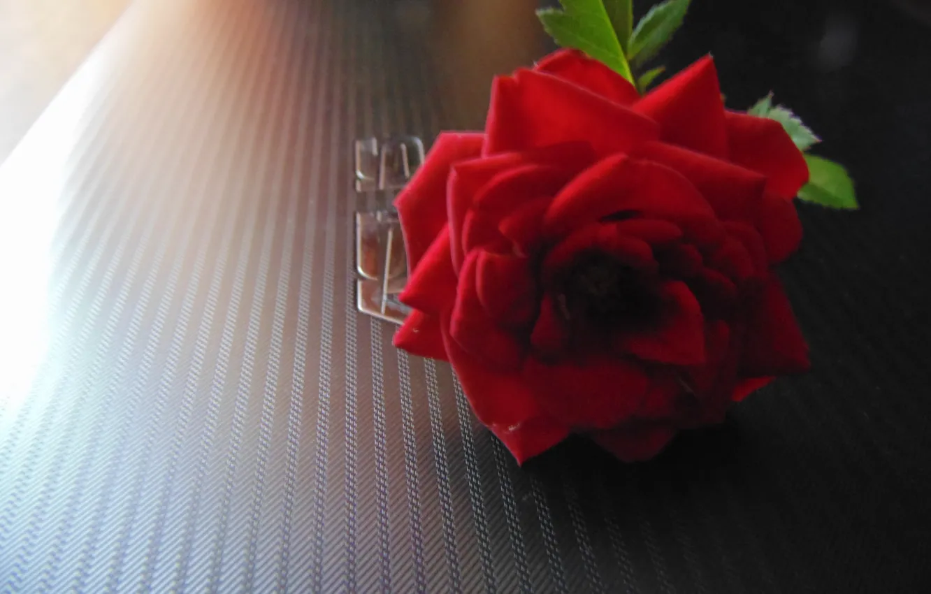 Photo wallpaper light, flowers, photo, black, rose, day, laptop, red