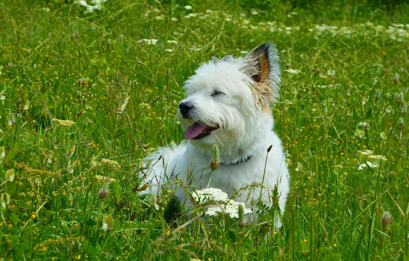 Photo wallpaper grass, grass, dog, dog, The West highland white Terrier