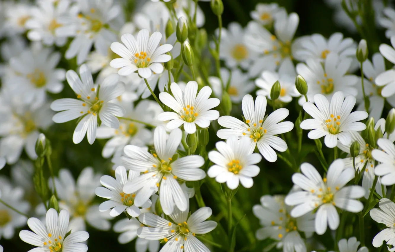 Photo wallpaper white, flower, garden, blooming