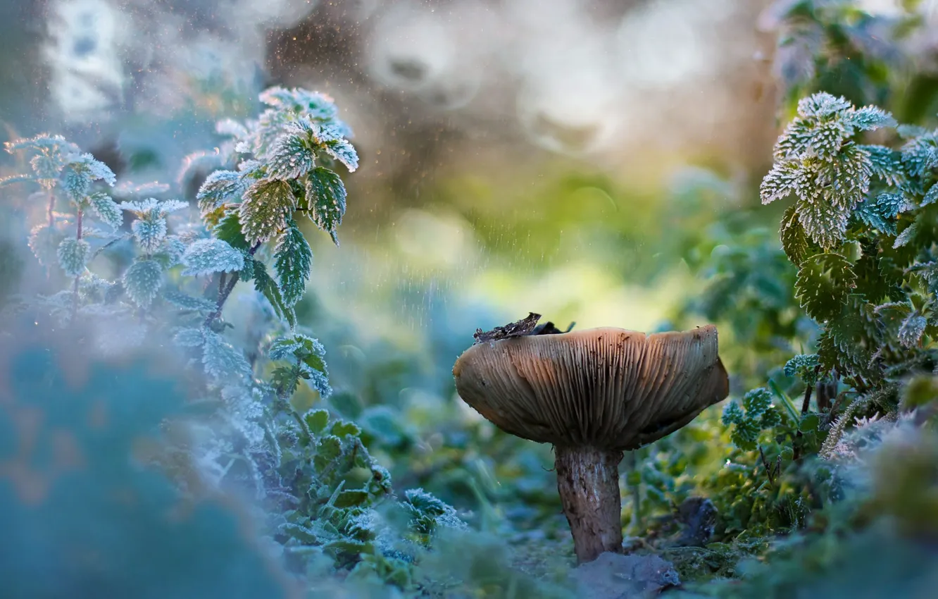 Photo wallpaper frost, leaves, drops, nature, rain, mushrooms, plant, bokeh