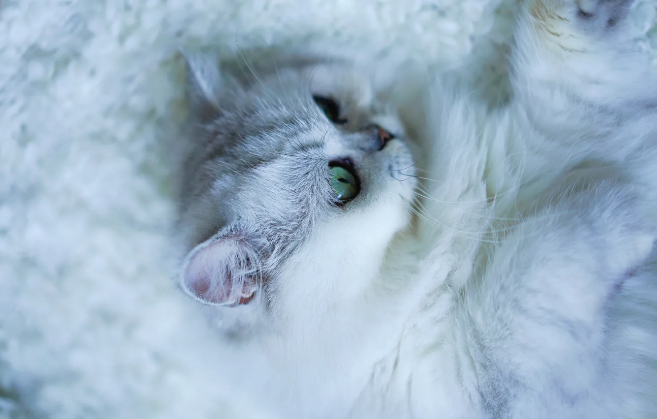 Photo wallpaper cat, cat, look, face, portrait, blur, paws, blanket