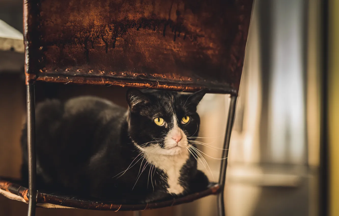Photo wallpaper cat, cat, look, pose, black, chair, lies, face