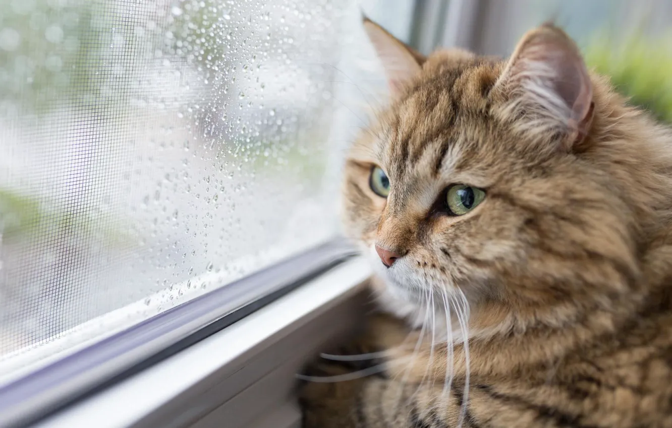 Photo wallpaper cat, cat, look, window, face