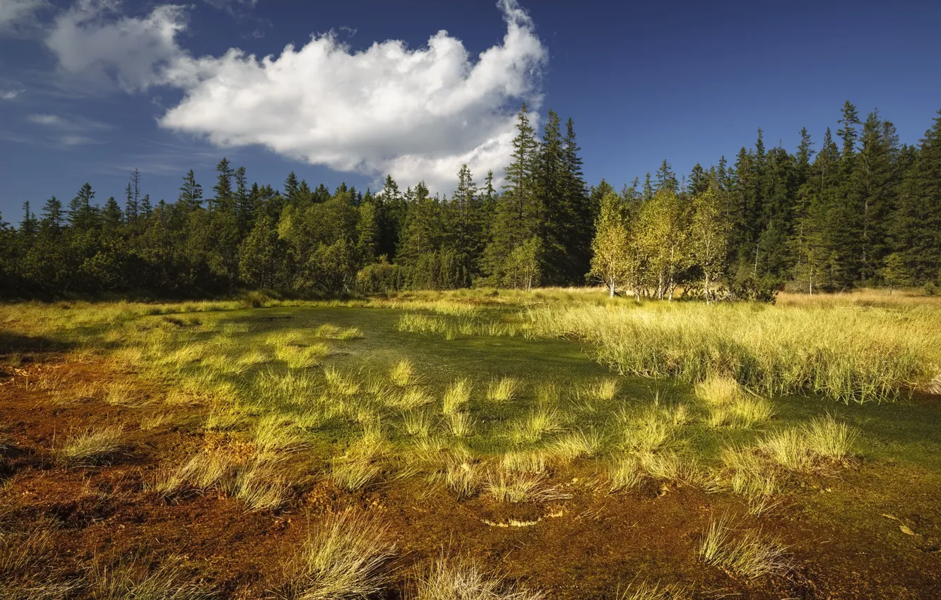 Photo wallpaper forest, summer, nature