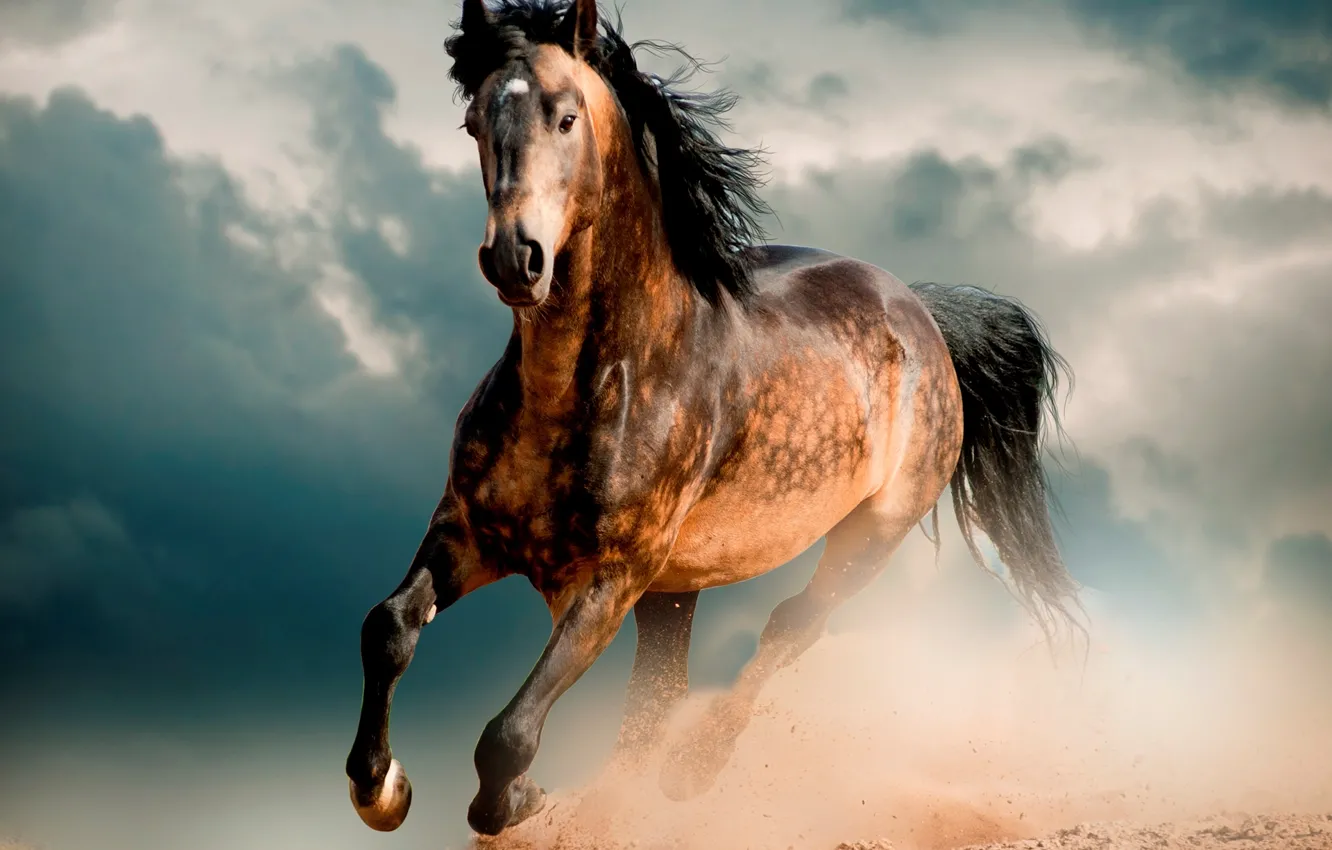Photo wallpaper horse, desert, Horse, Mustang, gallop, horse
