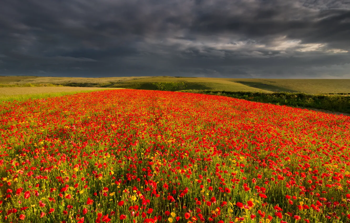 Photo wallpaper field, summer, the sky, clouds, trees, flowers, yellow, red