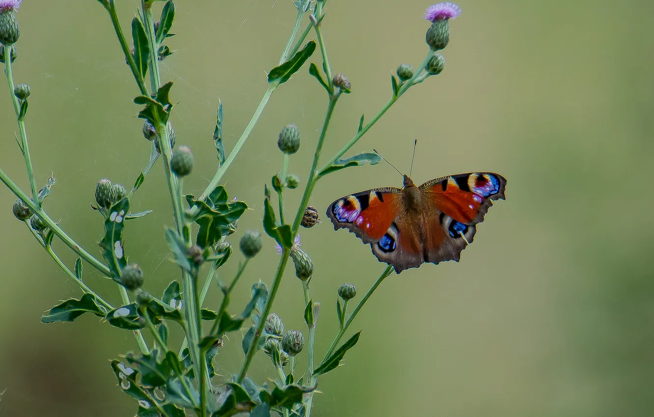 Photo wallpaper macro, nature, background, butterfly, peacock