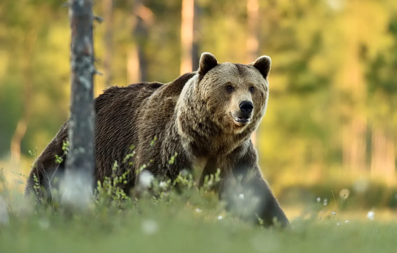 Photo wallpaper forest, look, face, light, trees, glade, bear, walk