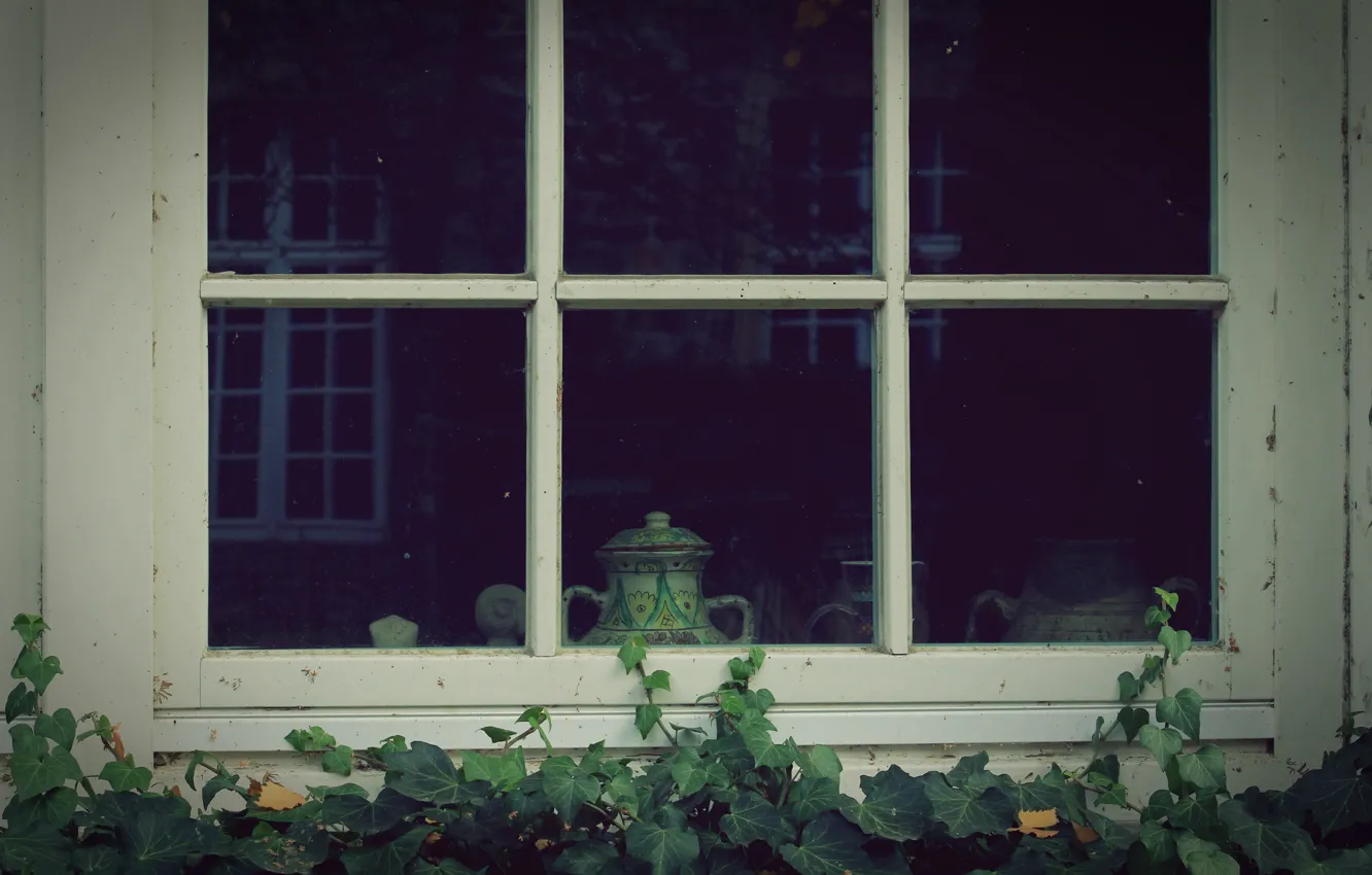 Photo wallpaper glass, reflection, plants, window, pots