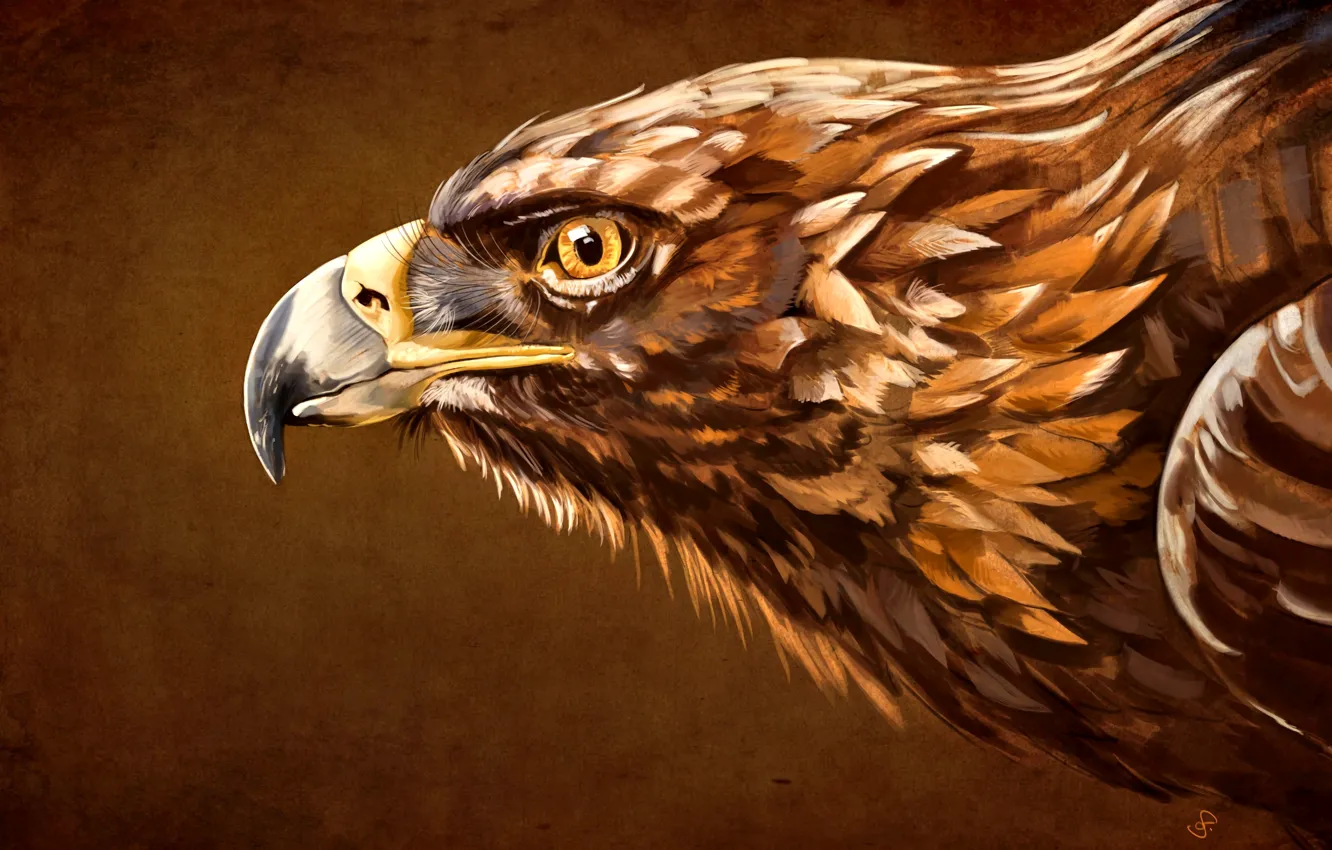Photo wallpaper beak, Bird, Eagle, Aquila, the head of an eagle