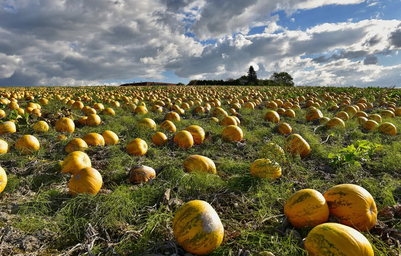 Photo wallpaper field, autumn, the sky, grass, clouds, yellow, dal, harvest