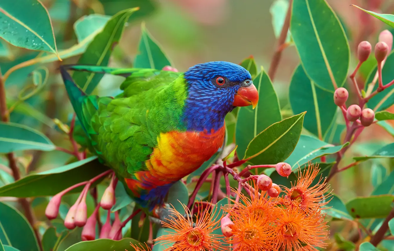 Photo wallpaper leaves, flowers, branches, bird, parrot, the bushes, rainbow lorikeet