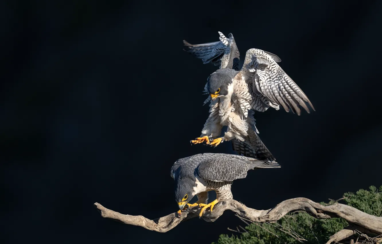 Photo wallpaper birds, pose, the dark background, branch, snag, Falcon, Kestrel, falcons