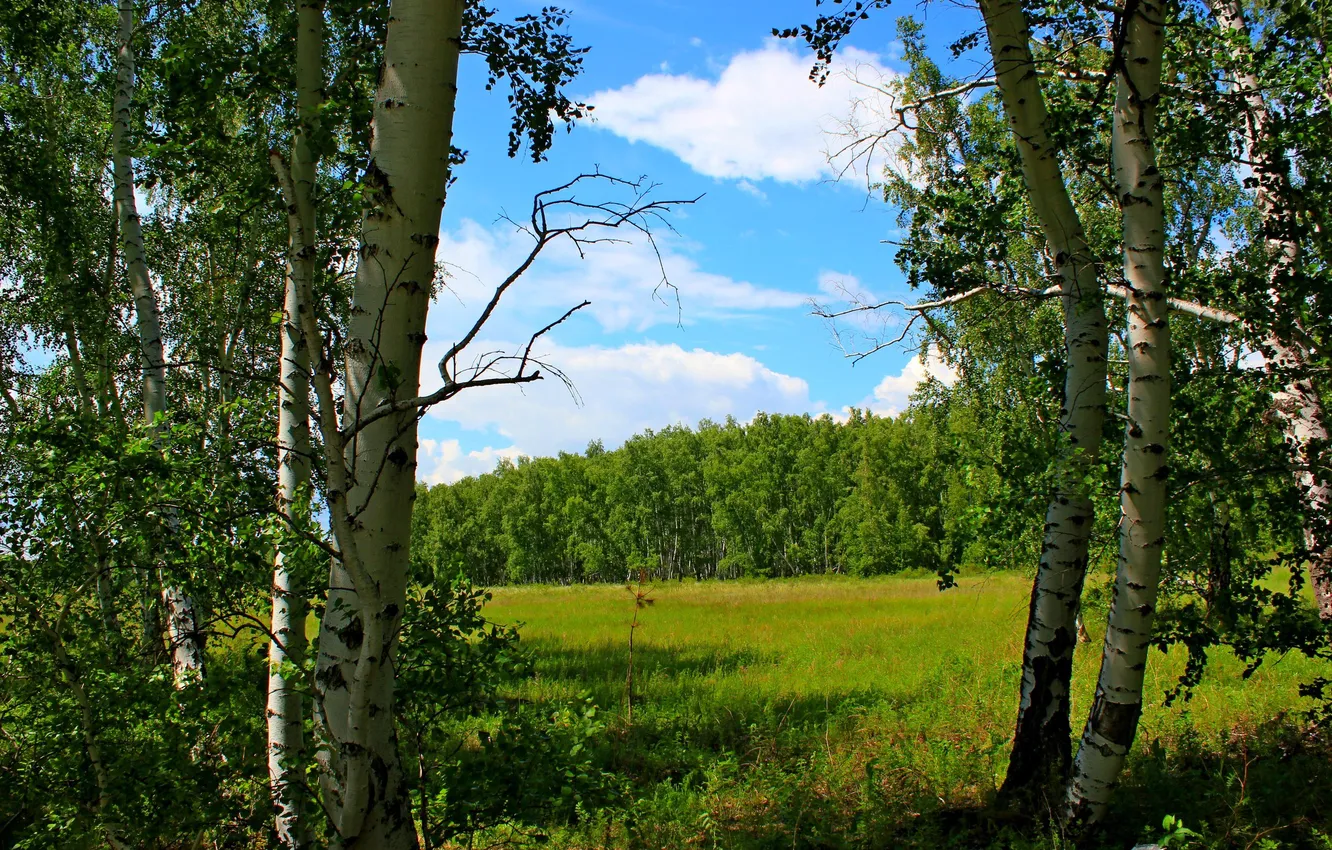 Photo wallpaper field, forest, the sky, clouds, trees, landscape, flowers, nature