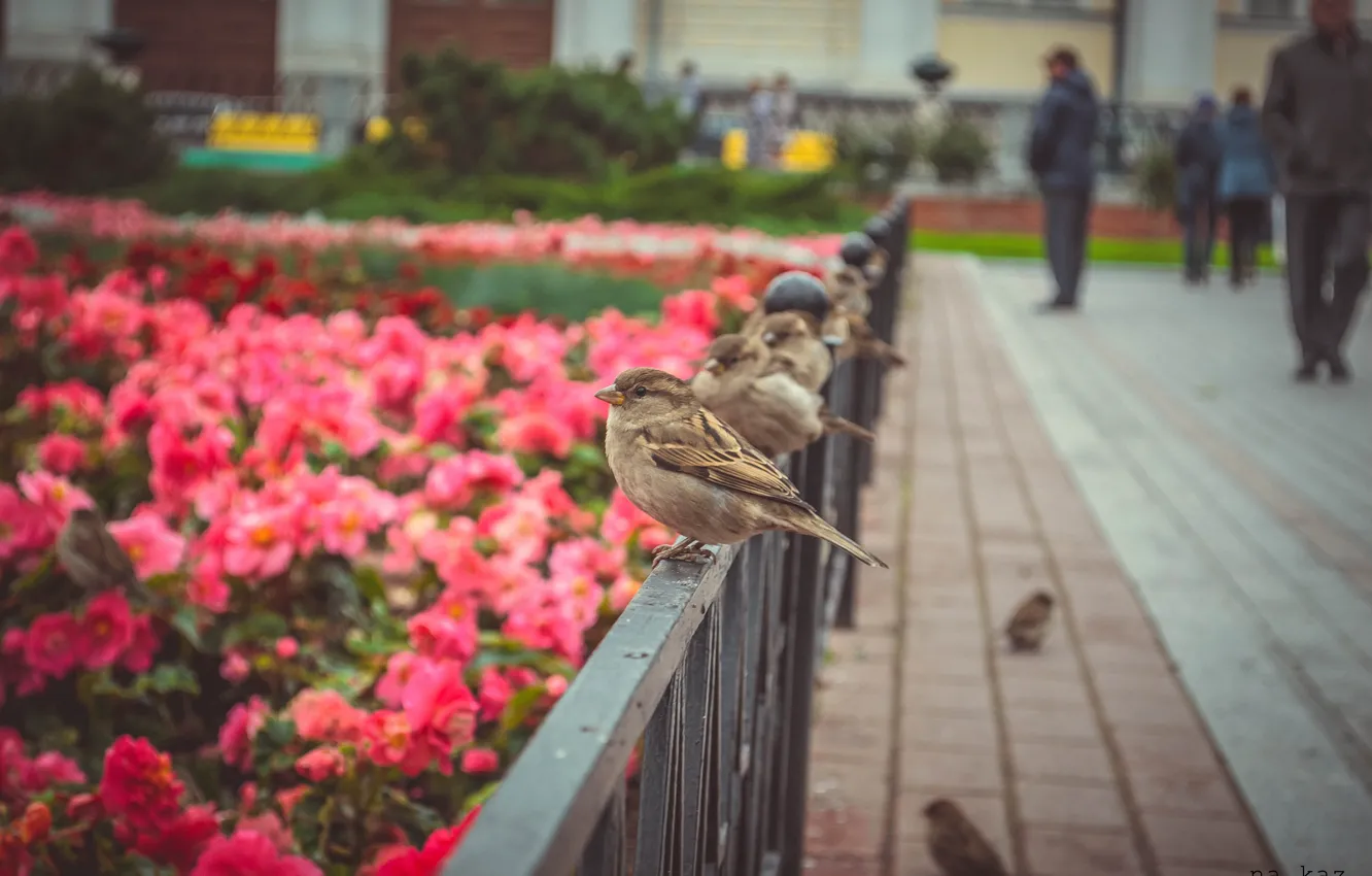 Photo wallpaper autumn, flowers, nature, bird, Sparrow, Moscow, The Kremlin