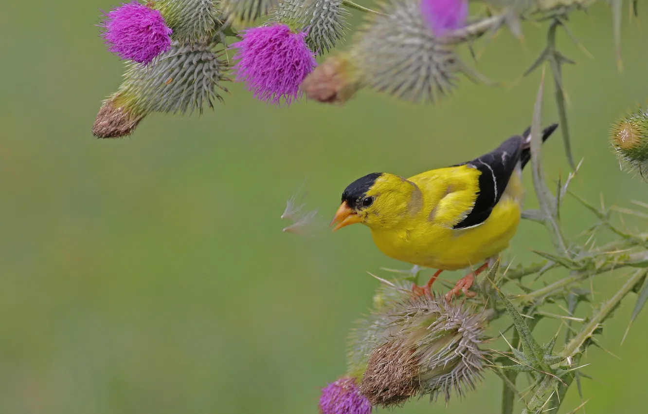 Photo wallpaper flowers, background, bird, agrimony