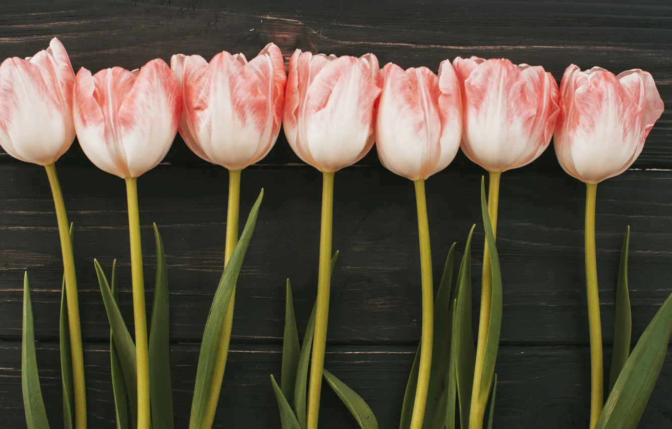 Photo wallpaper flowers, bouquet, tulips, pink, wood, pink, flowers, tulips