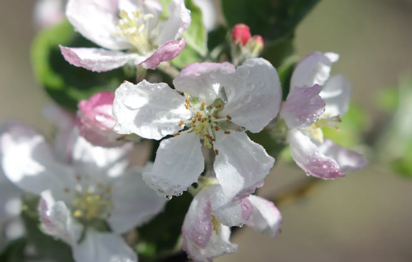 Photo wallpaper spring, flowering, peach