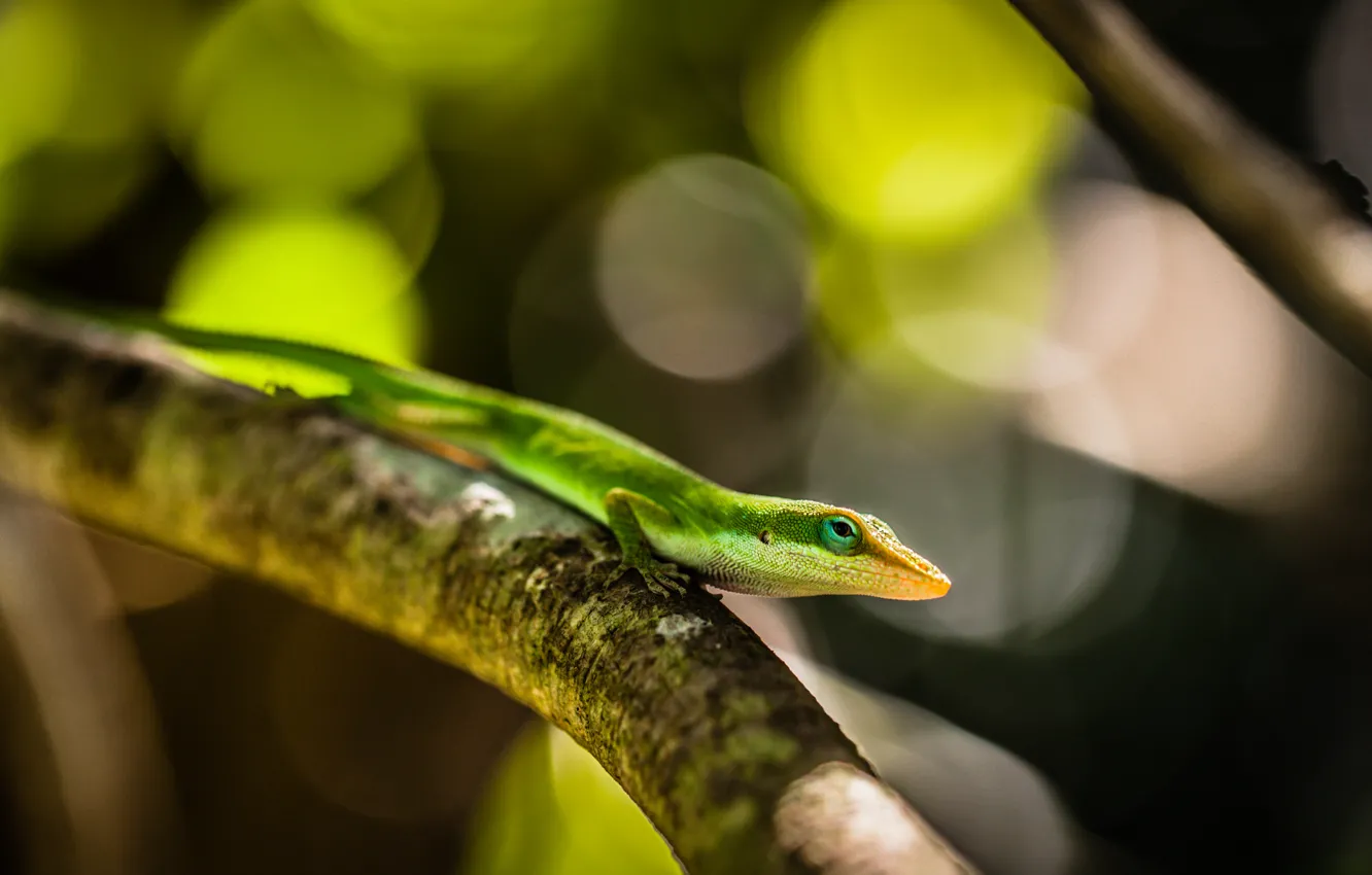 Photo wallpaper macro, branch, Lizard, green