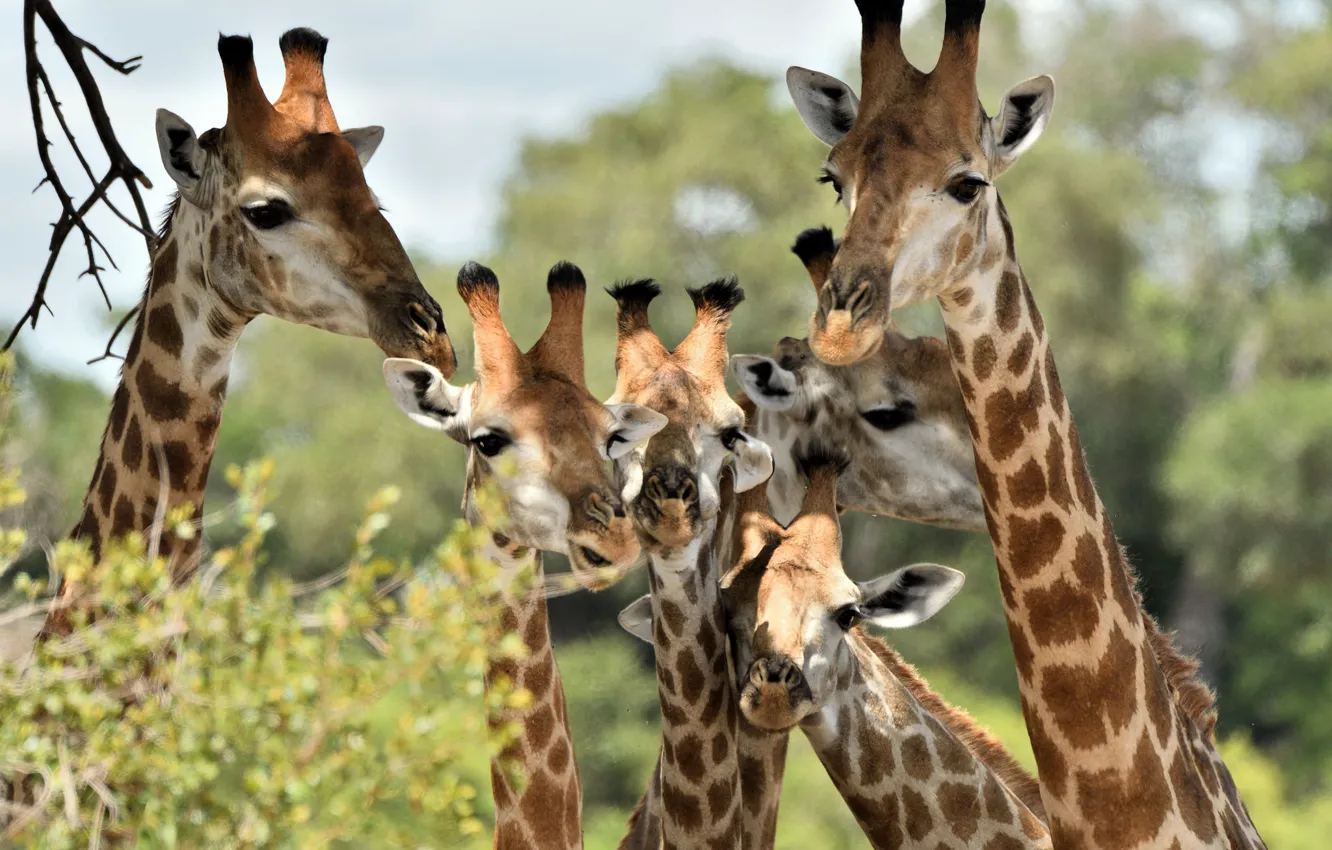 Photo wallpaper family, giraffes, Africa
