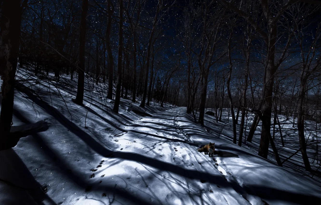 Photo wallpaper winter, forest, night, Fox