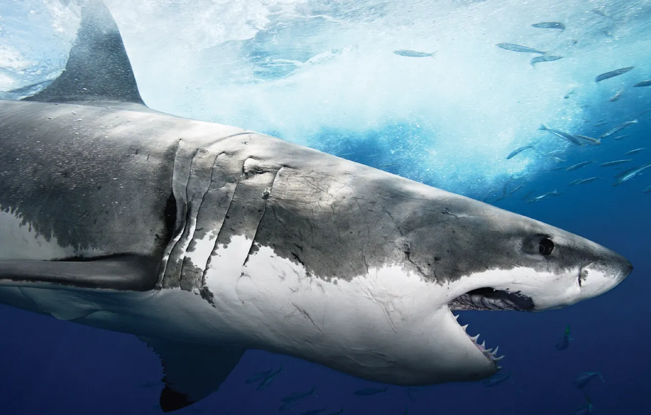 Photo wallpaper Shark, Predator, Jaw