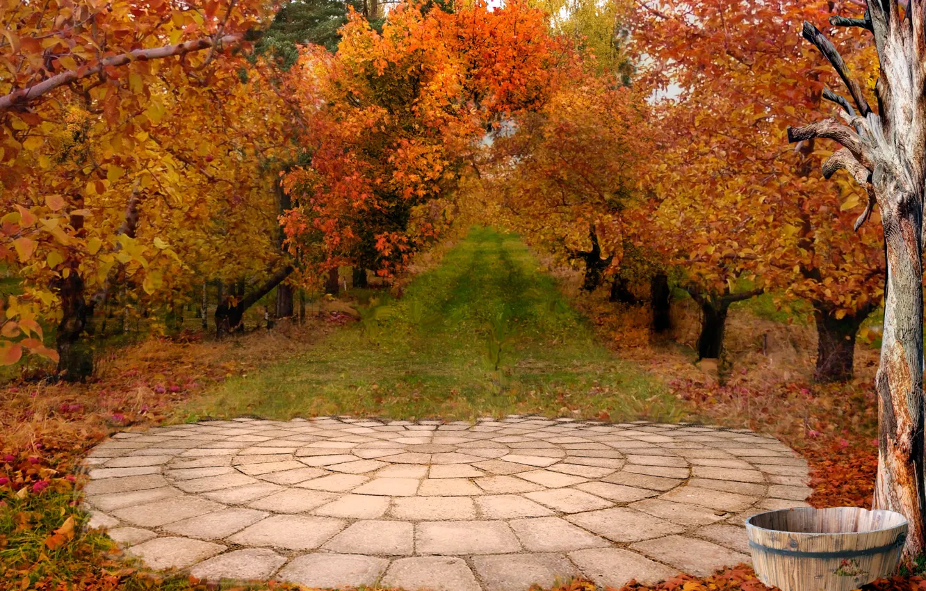 Photo wallpaper autumn, trees, colors, alley, trees, autumn, fall