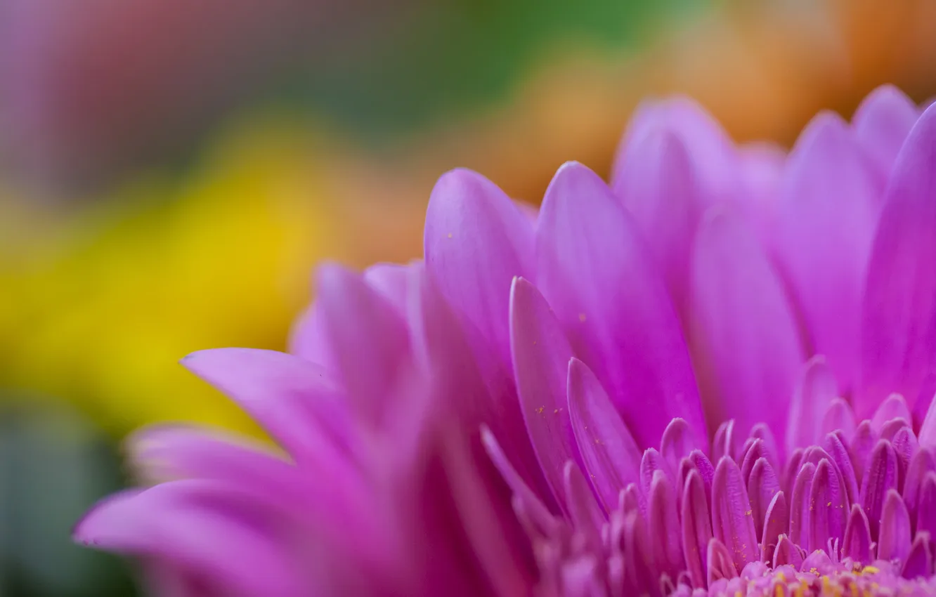 Photo wallpaper flowers, petals, pink, gerbera
