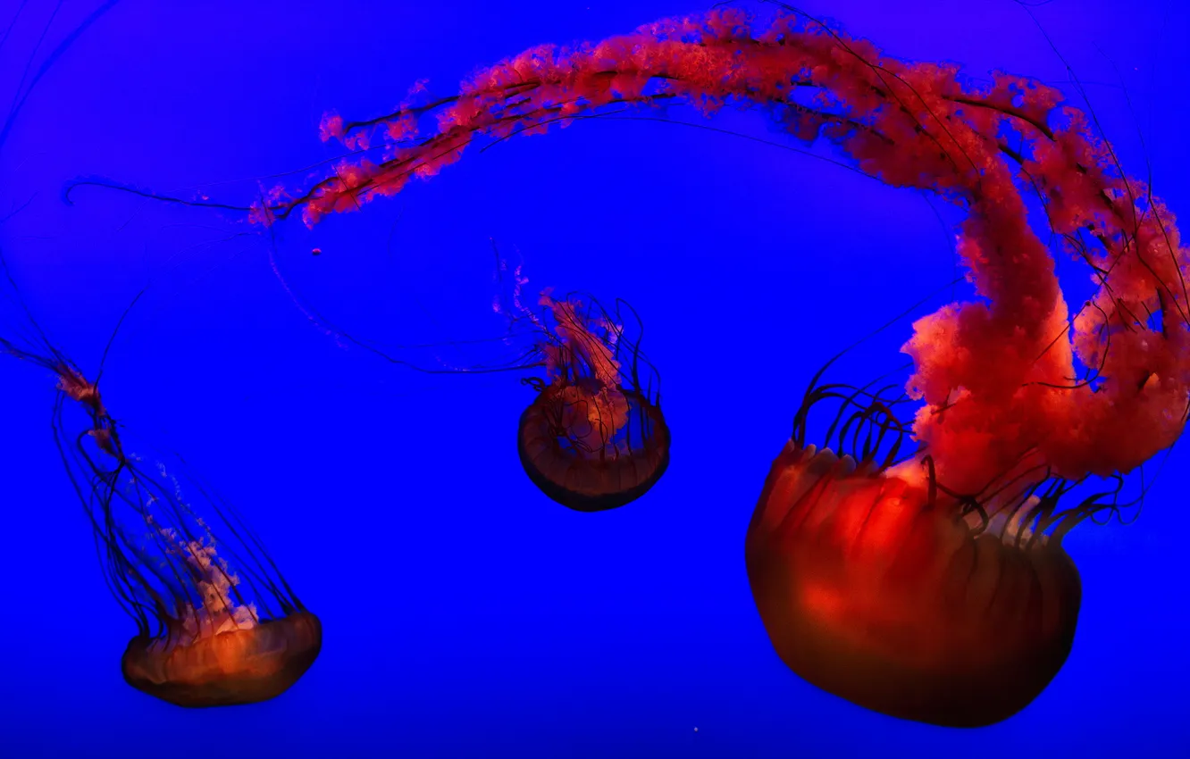 Photo wallpaper blue, orange, jellyfish, aquarium, henry doorly zoo