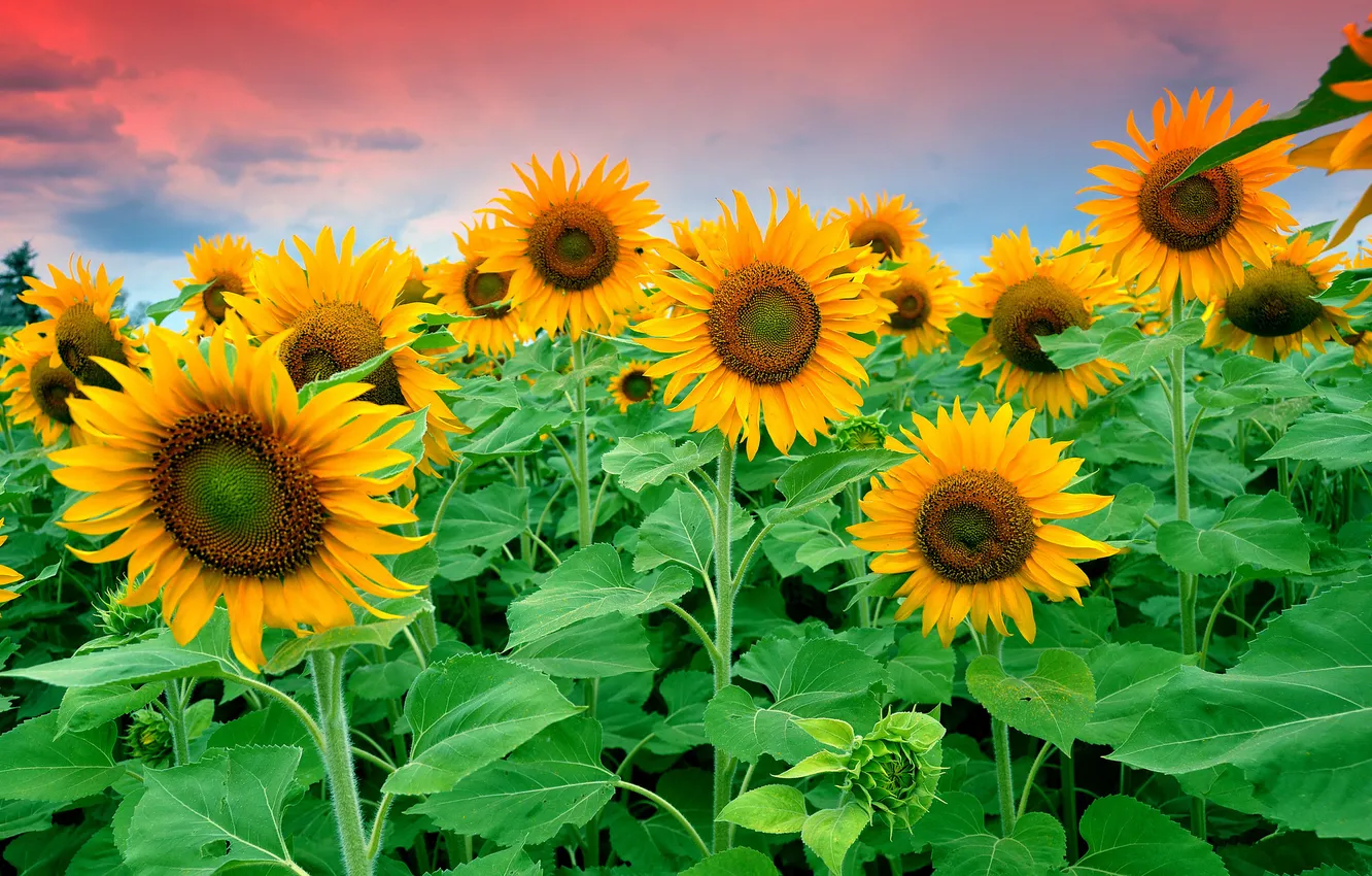 Photo wallpaper field, the sky, clouds, sunflowers, flowers