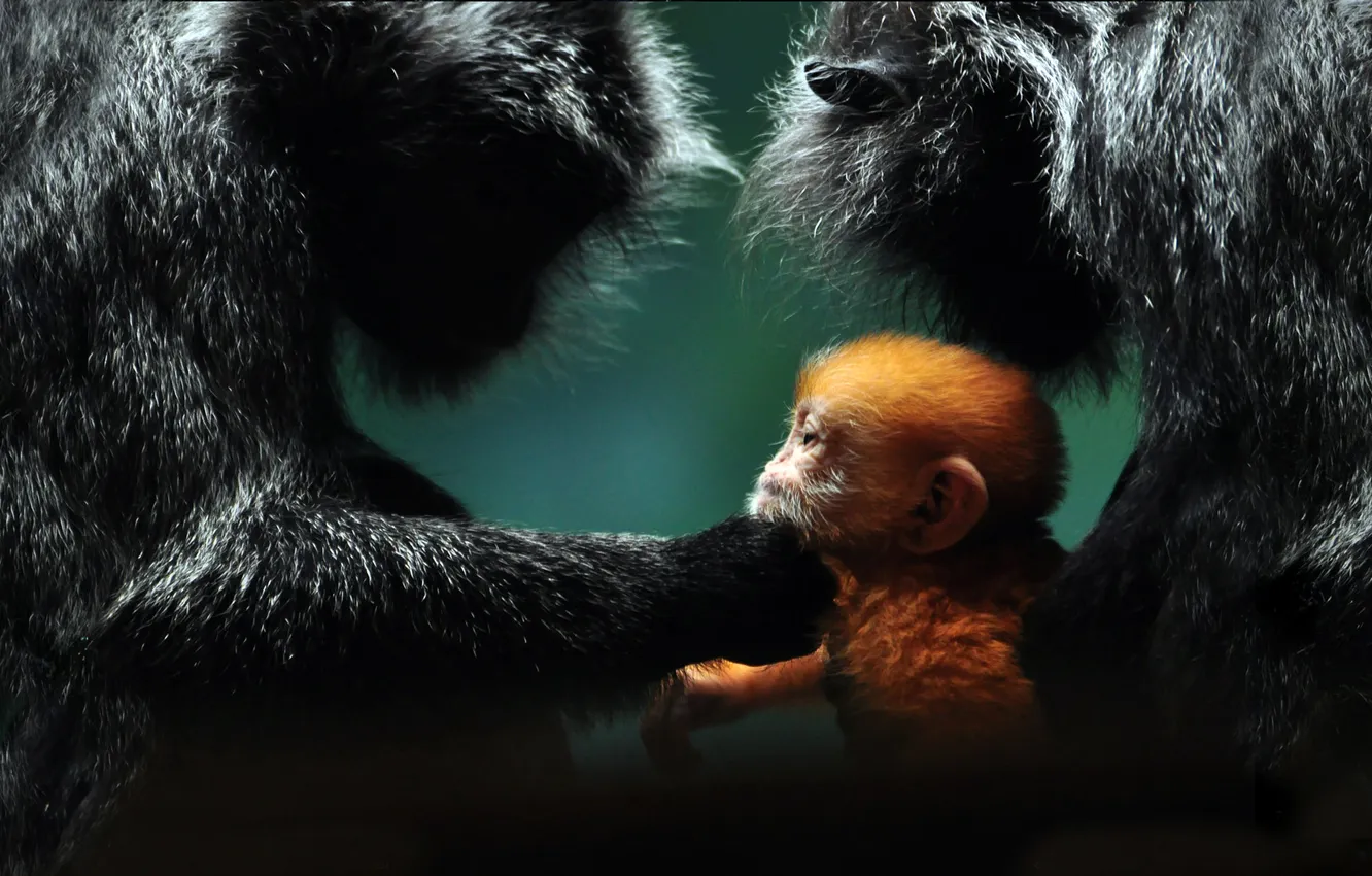 Photo wallpaper wool, baby, family, monkey, red, weasel, trio, care