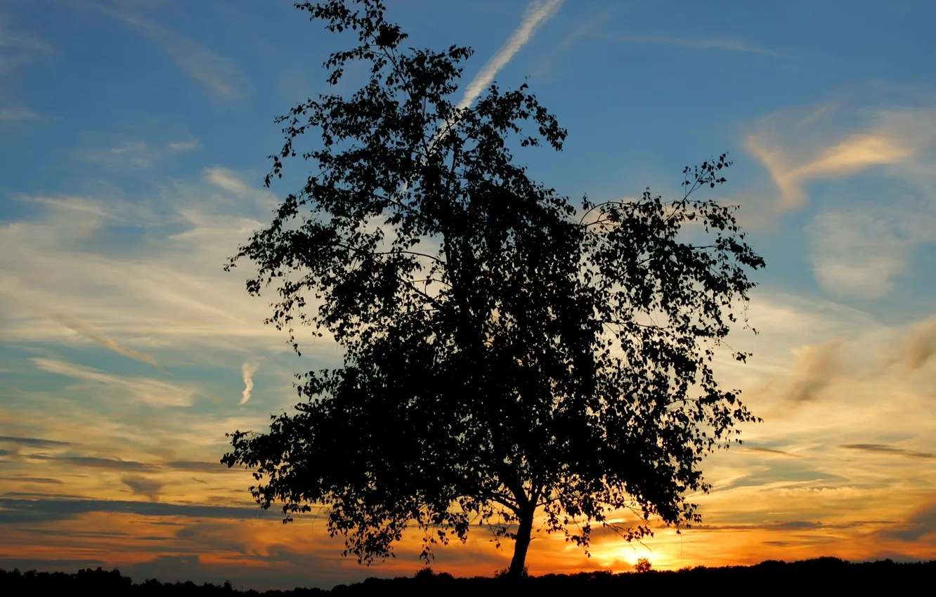 Photo wallpaper the sky, the sun, clouds, trees, landscape, sunset, nature, sky