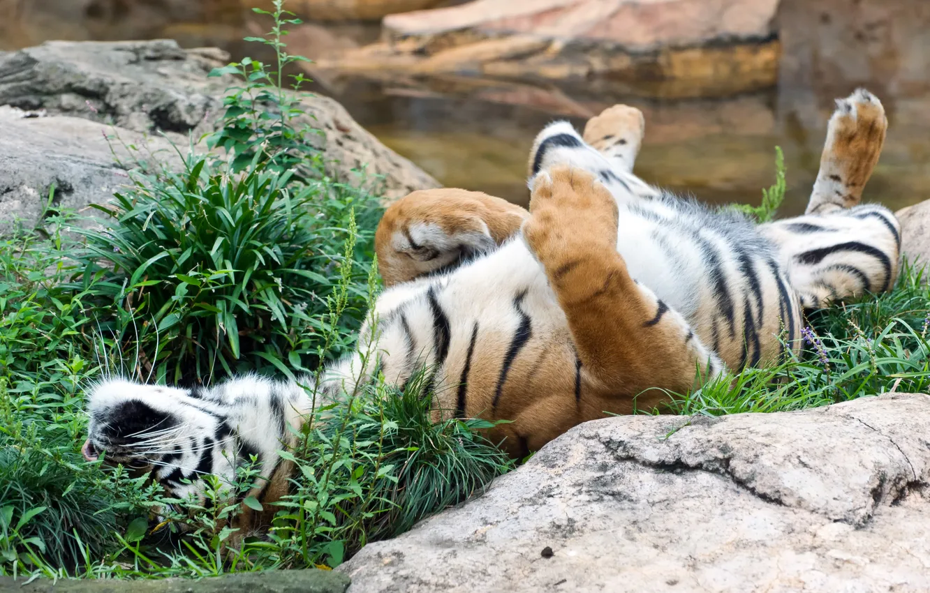 Photo wallpaper cat, grass, tiger, stones, stay, Sumatran