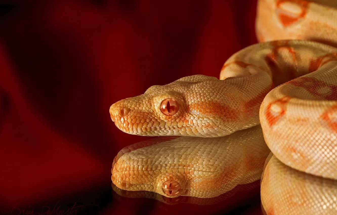 Photo wallpaper reflection, snake, head, scales, reptile, albino