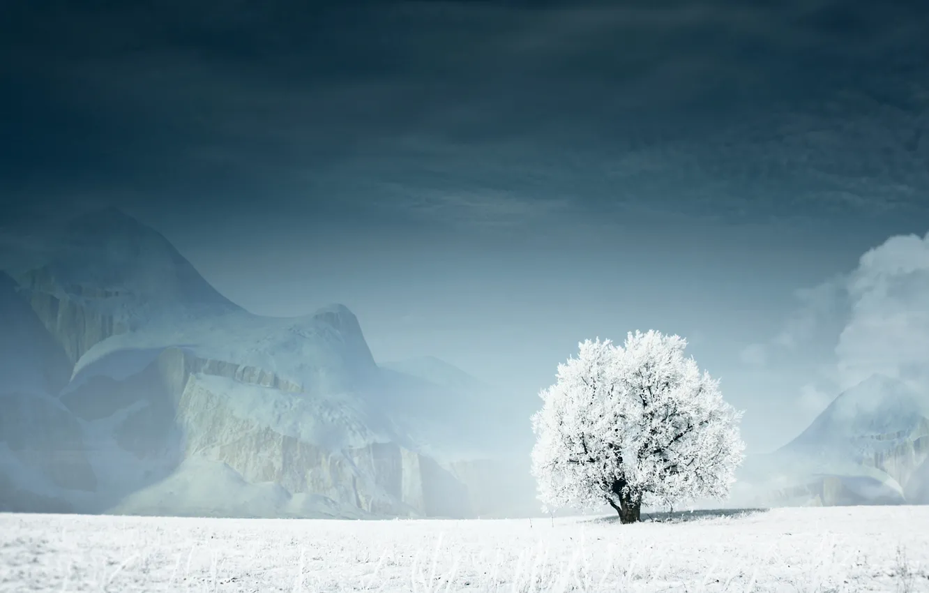 Photo wallpaper winter, snow, mountains, Tree