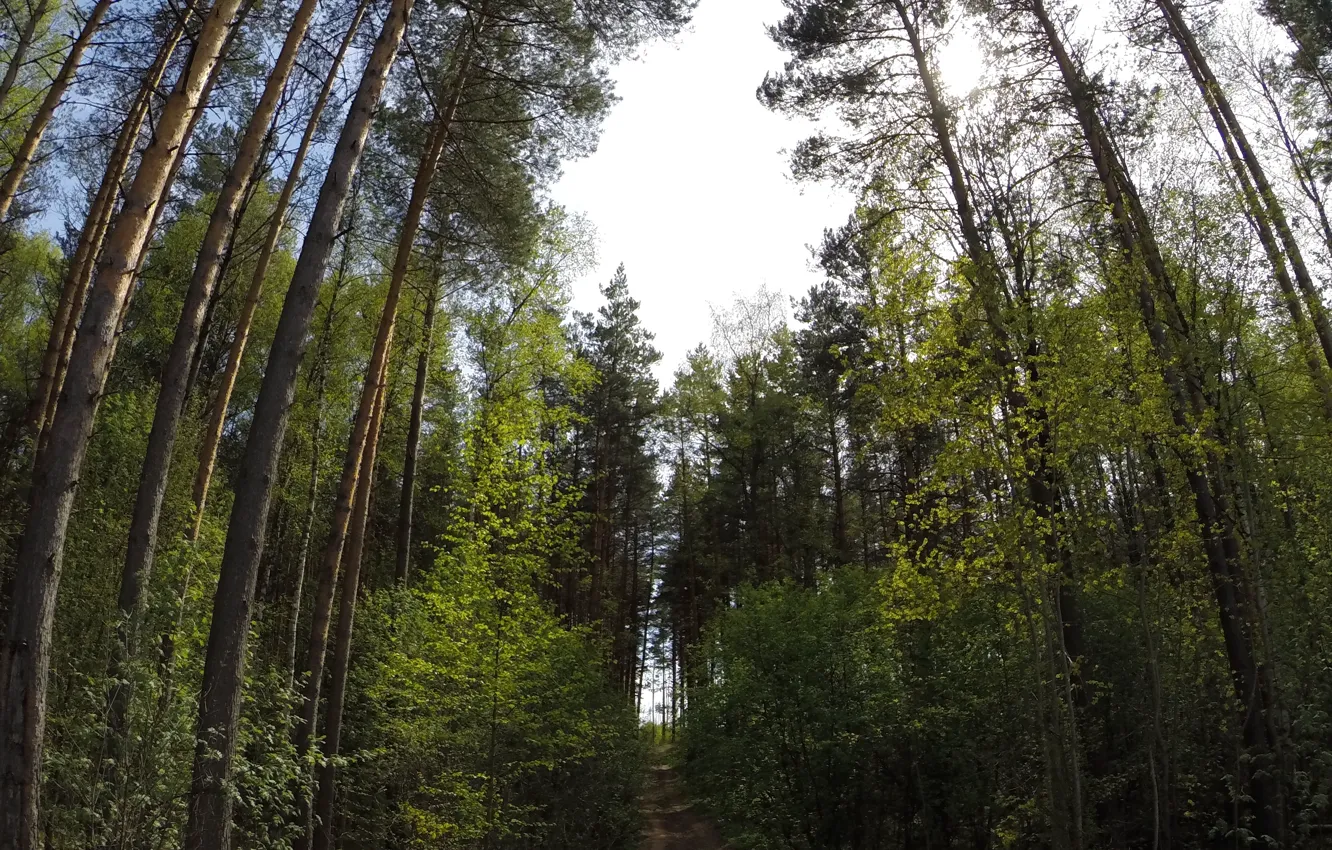 Photo wallpaper forest, the sky, clouds, trees