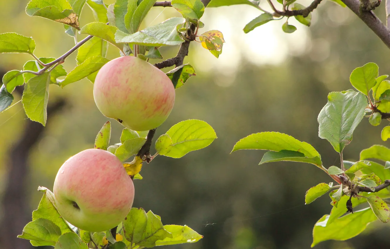 Photo wallpaper apple, food, fruit, twig