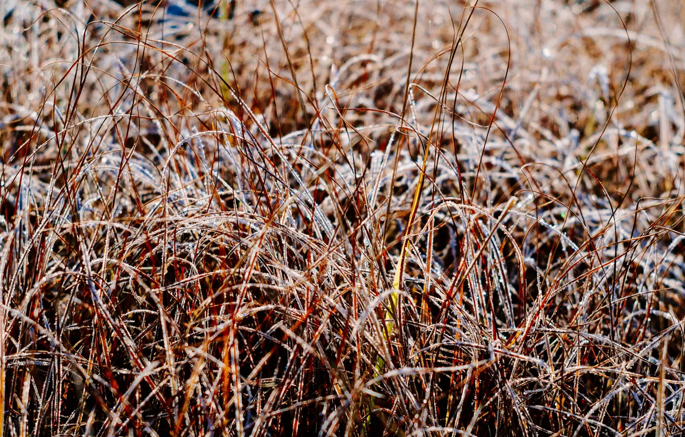 Photo wallpaper frost, grass, light, Shine, morning, frost